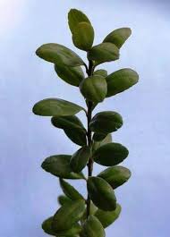 Find help and information on ilex crenata 'convexa' japanese holly 'bullata', including varieties and pruning advice. Ilex Crenata Convexa Hedging Japanese Holly Hedge