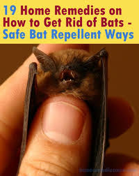 How To Keep Away Bats From Your House Safe Bat Repellent Ways Getting Rid Of Bats Bat Repellent Bat