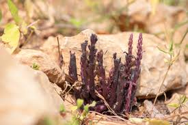 Image result for Striga gesnerioides
