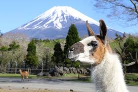 Fuji Safari Park Encounter Animals Up Close At Mt Fuji S Base Matcha Japan Travel Web Magazine