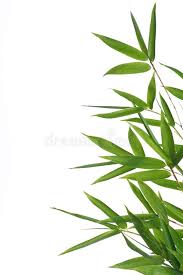Bamboo Leaves Bamboo Leaves Isolated On A White Background Please Take A Look Ad Isolated White Bamboo Bamboo Leaves Painted Leaves Plant Painting