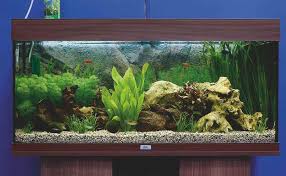 Find deals on products in aquatic pets on amazon. Freshwater Aquarium Set Up