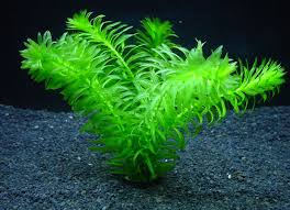 水草屋 アナカリス １本 Ederia Densa 水草通販 アクアリウムと水槽レイアウトの水草屋
