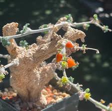 Image result for Corallocarpus schimperi