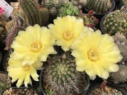 Image result for Cibirhiza