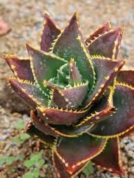 Cactus and tender succulents chat 2017 by dutchlady1. Aloe Distans Blooming Succulents Planting Succulents Aloe Plant