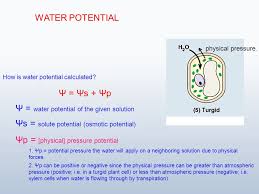 Thus, the roots and entire plant are quickly drained of. Osmosis And Water Potential Ppt Video Online Download