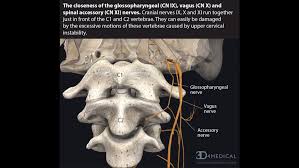 Another important bone of the head and neck is the hyoid bone. Can Cervical Spine Instability Cause Heart Palpitations And Blood Pressure Problems Caring Medical Florida