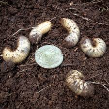 And i kept seeing all these beetles. What Are Grubs In Your Lawn Idioticfashion