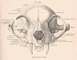 What is the smallest bone in the human body? Th High Strung Knife Happy Hillbilly Blues Revue Cat Skull Cat Anatomy Cat Skeleton