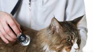 Heart murmurs can occur in both dogs and cats. Heart Disease In Cats Symptoms Causes Treatment