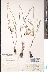 Image result for Afrosciadium