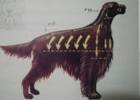 Irish Setter With Short Hair
