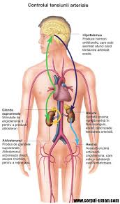 In acest material iti prezentam noile valori de tensiune recomandate de medici. Cauzele Hipertensiunii Si Hipotensiunii Arteriale