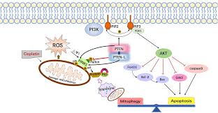 Image result for Cisplatin