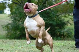 Chó pitbull có nguồn gốc từ mỹ. Tá»•ng Há»£p Hinh áº£nh Cho Pitbull Ä'áº¹p Nháº¥t áº£nh Ä'áº¹p Vá» Cho