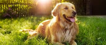 Understanding liver cancer is important if you want to develop an effective treatment plan and live a long and healthy life. Skin Cancer In Dogs Types Symptoms And Treatment Hif Blog