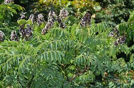 Image result for Dalbergia nitidula