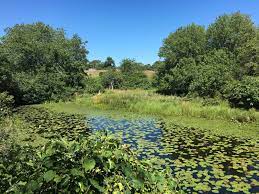 Trustom pond loop via osprey point trail. Trustom Pond Wildlife Refuge In Kingston Rhode Island Kid Friendly Attractions Trekaroo