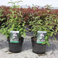 Image result for Deutzia x hybrida ′Mont Rose