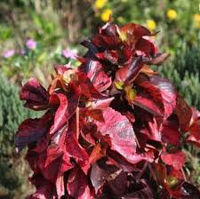 Image result for Acalypha sonderiana