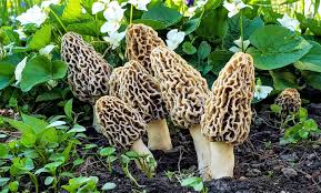 Learn more about morels and get expert tips in this week's discover nature note. Morel Mushrooms