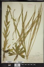 Image result for Turritis glabra