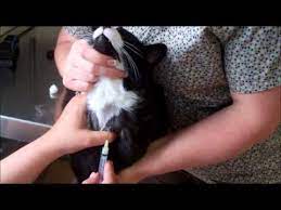 Maybe you would like to learn more about one of these? Feline Jugular Venipuncture Youtube