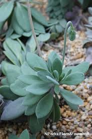 Image result for Kleinia