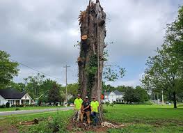 Great attention to safety and cleaning up after the job see more. Tree Service Removal Cutting Chapel Hill Tullahoma Shelbyville Tn