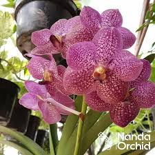 Untuk rangkaian|untaian bunga anggrek yang bermutu percayakan saja pada astila anggrek. Jual Anggrek Murah Home Facebook