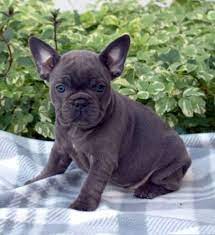 We did not find results for: Francis French Bulldog Puppy In Ronks Pa Frenchieforsale Com