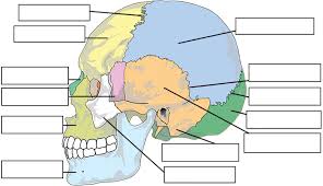 Parts brain learn diagrams quizzes printable anatomy labeling worksheets. Label The Bones Of The Skull