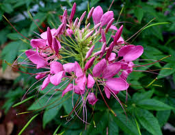 Image result for Cleome houtteana