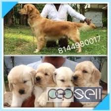 One can easily purchase labrador puppy in between the range of rs.20,000 to rs.15,000 across india. Golden Retriever Puppies For Sale At Coimbatore Coimbatore Free Classifieds