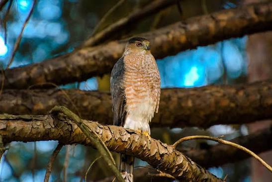 Species Spotlight: Cooper's Hawk | The Nature Reserve at Rancho Mission Viejo