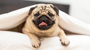 Image result for pug
