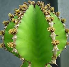 Image result for Euphorbia cooperi