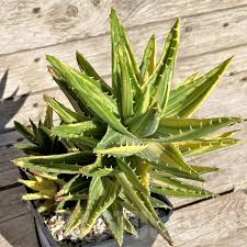 Image result for Kleinia sp.no.1