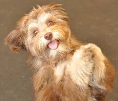 Black And White Havanese Puppy Names Best Puppy Names For Havanese Dogs Havanese Dogs Hypoallergenic Dog Breed Puppies
