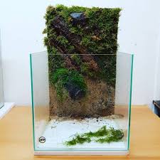 David Daniel On Instagram Progress Ddreptiles Co Uk Aquarium Paludarium Naturalsetup Aquascaping Background Naturalh Aquascape Instagram Terarium