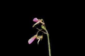 Image result for Desmodium tortuosum