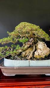 Image result for Pemphis