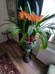 Image result for clivia
