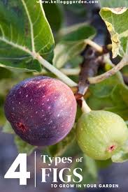 Peach trees dislike soggy roots, so you need to be sure that you plant them in an area that has good drainage. Types Of Figs To Grow Fast Growing Fruit Trees Growing Fruit Trees Fig