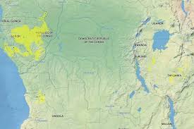 Image result for Clerodendrum poggei