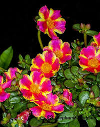 Image result for Portulaca centrali-africana