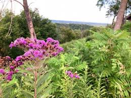 Flora Feature: Ironweed