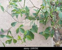 Image result for Cleome aculeata
