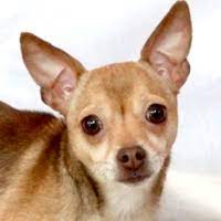 Check spelling or type a new query. Chihuahua Rescue Adoptions